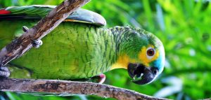 Devis-assurance-mutuelle-pour-oiseau-et-perroquet-France
