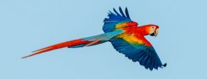 Comparateur assurance mutuelle pour oiseau rare en France via Internet